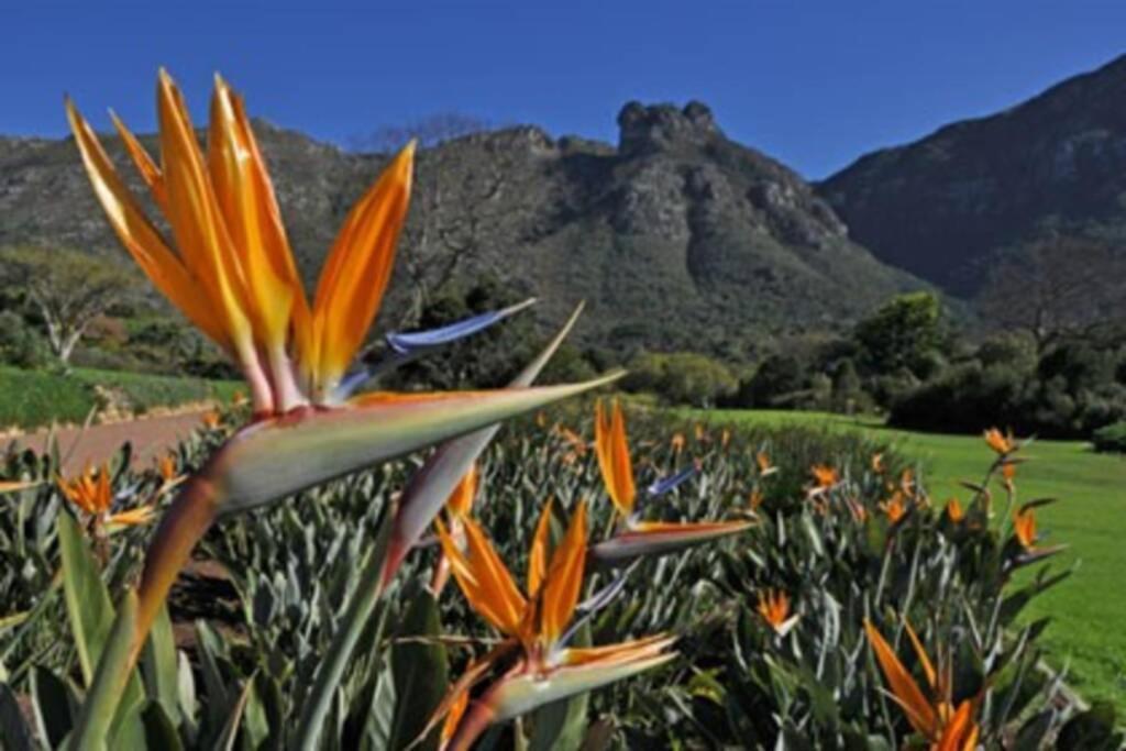 The Paragon Solo Modern Deluxe Central To Cape Town Exterior photo